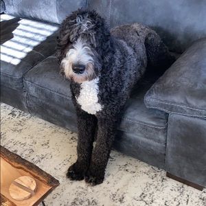 Meet your Posher, Lexi